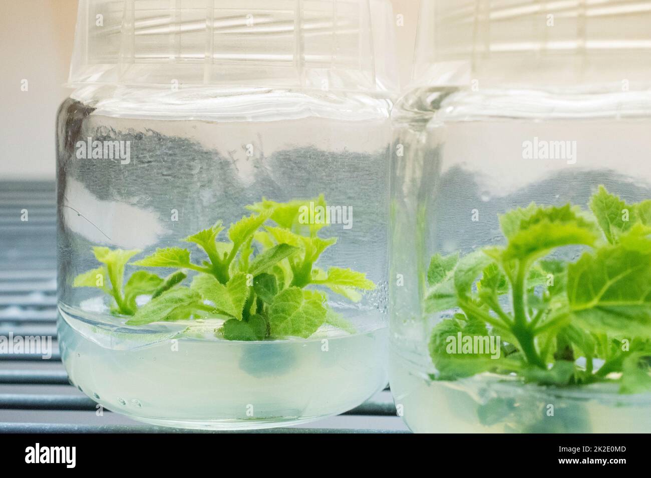 Growing plants tissue culture in vitro Stock Photo