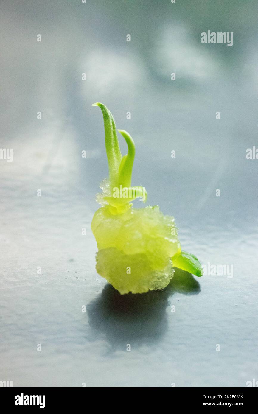 In vitro plant tissue micropropagation Stock Photo Alamy
