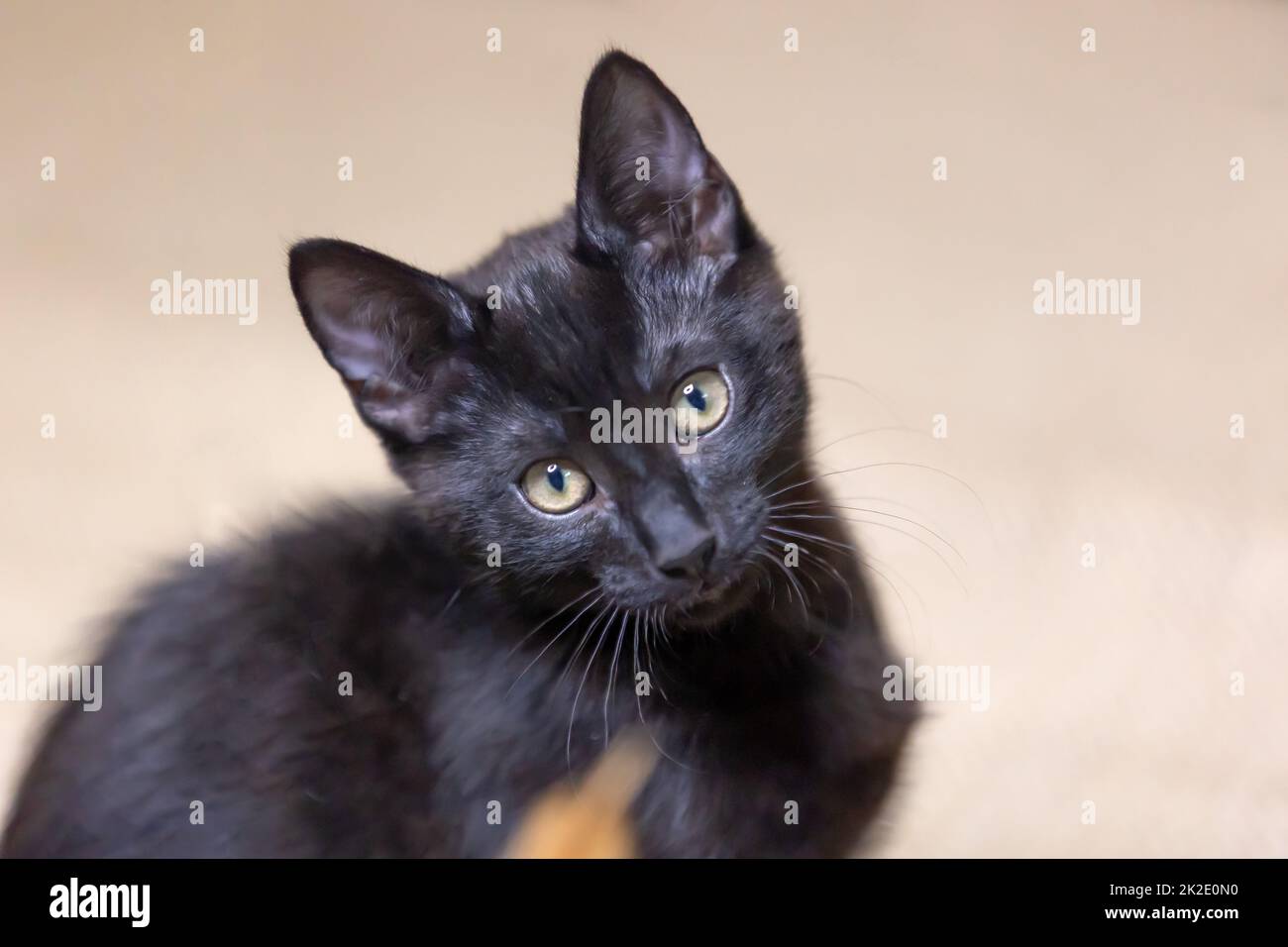 Portrait from beautiful black baby Kitten . Stock Photo