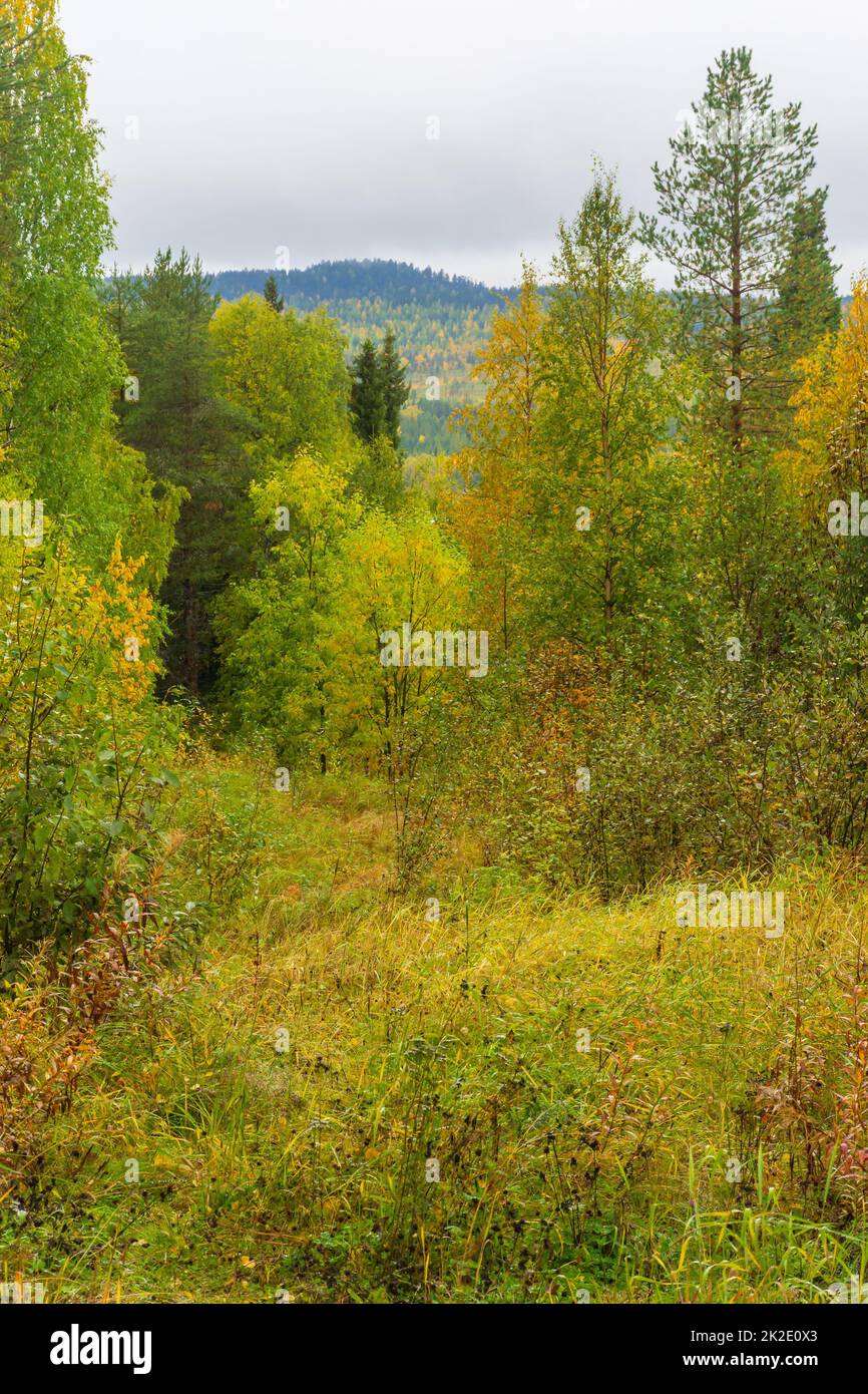 Forest by the Ainiovaara fell slope in autumnal colours in Ylitornio Finland Stock Photo