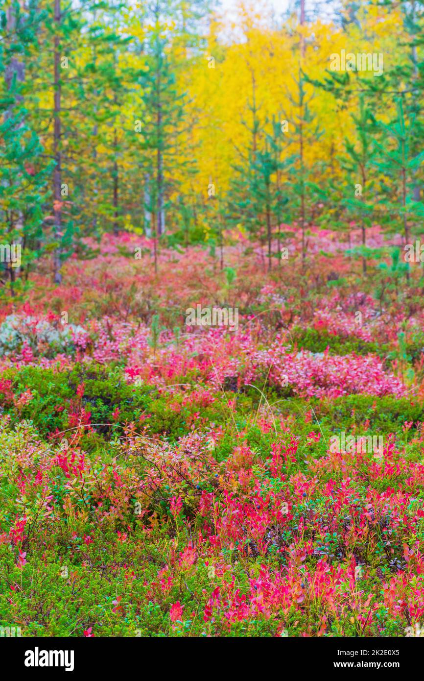Mostly blueberry brush in autumnal colours in the forest by Ainiovaara