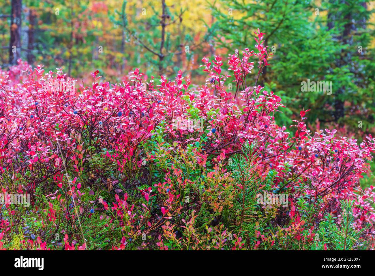 Mostly blueberry brush in autumnal colours in the forest by Ainiovaara fell slopes in Ylitornio Finland Stock Photo