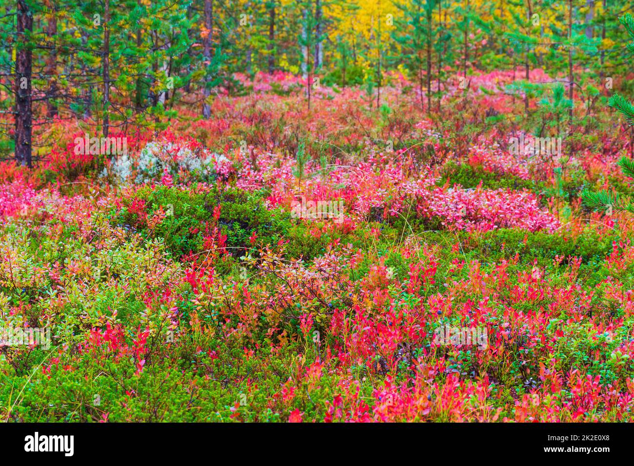 Mostly blueberry brush in autumnal colours in the forest by Ainiovaara fell slopes in Ylitornio Finland Stock Photo