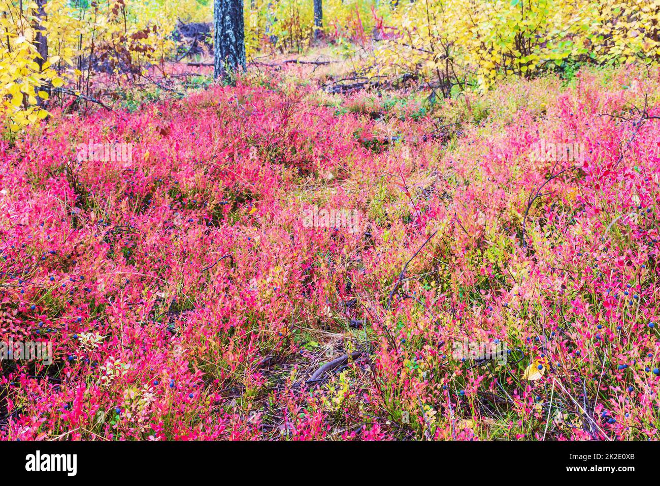 Mostly blueberry brush in autumnal colours in the forest by Ainiovaara