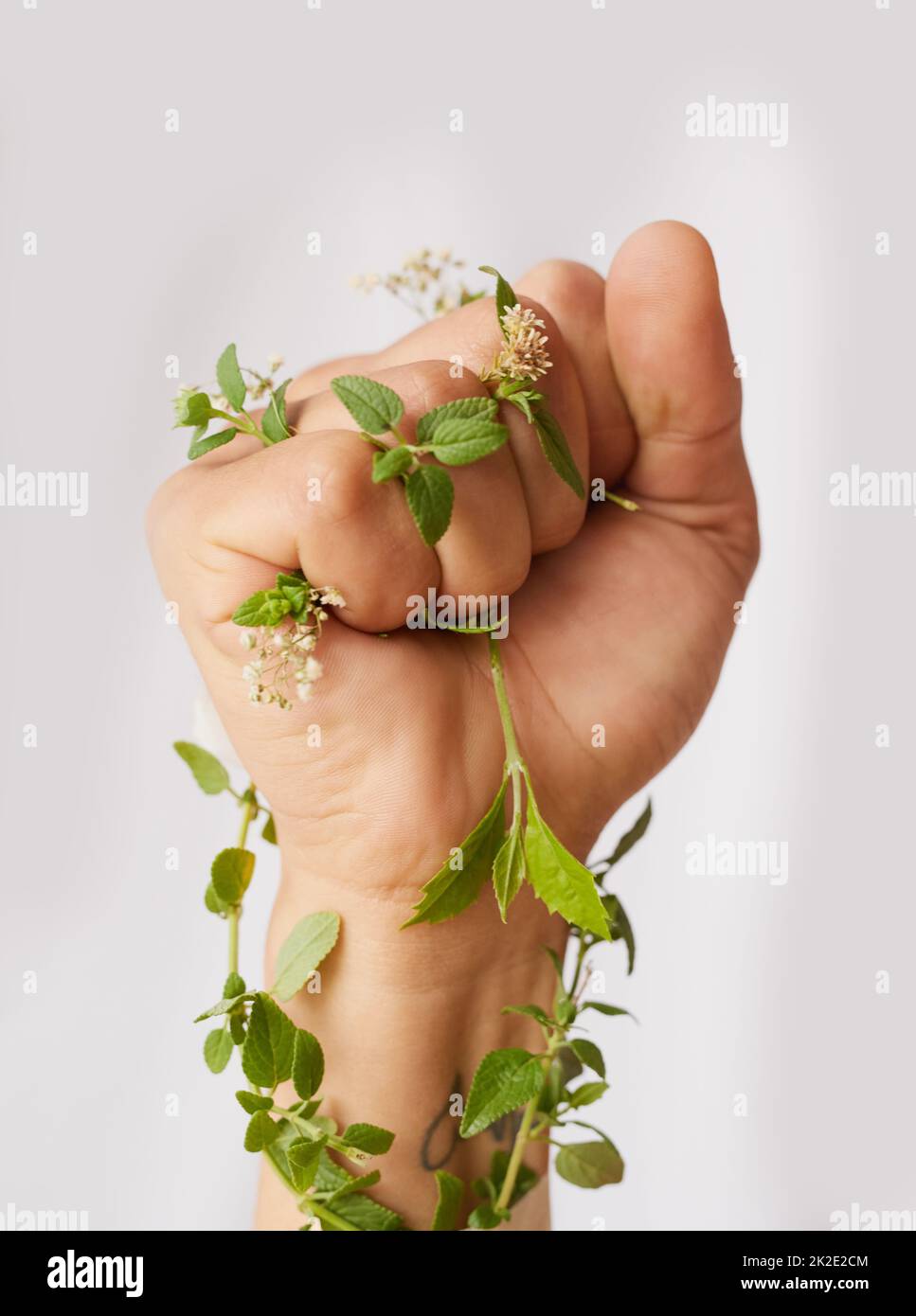 Nature needs your help. Cropped shot of an unidentifiable womans hand clenching flowers in a fist in studio. Stock Photo