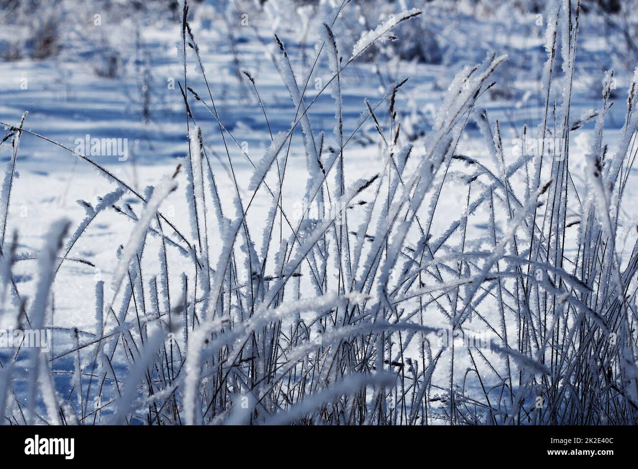 Winter background, morning frost on the grass Stock Photo