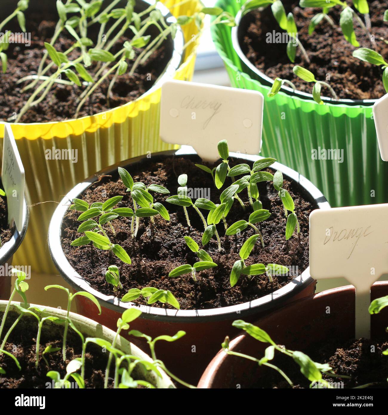 Young tomato seedlings with plastic tags in pots Stock Photo Alamy