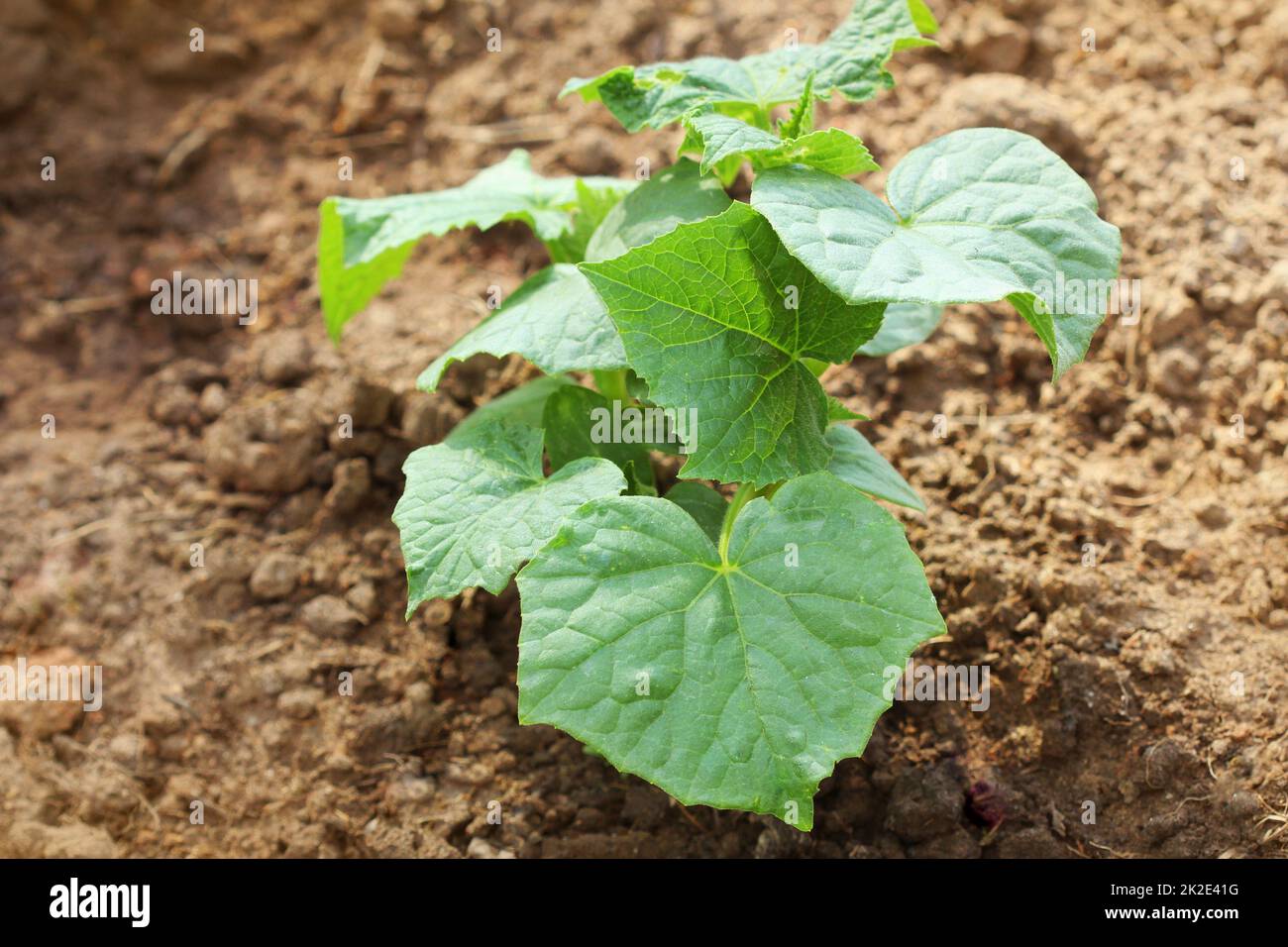 Cucumber plant growing in a garden bed Stock Photo Alamy