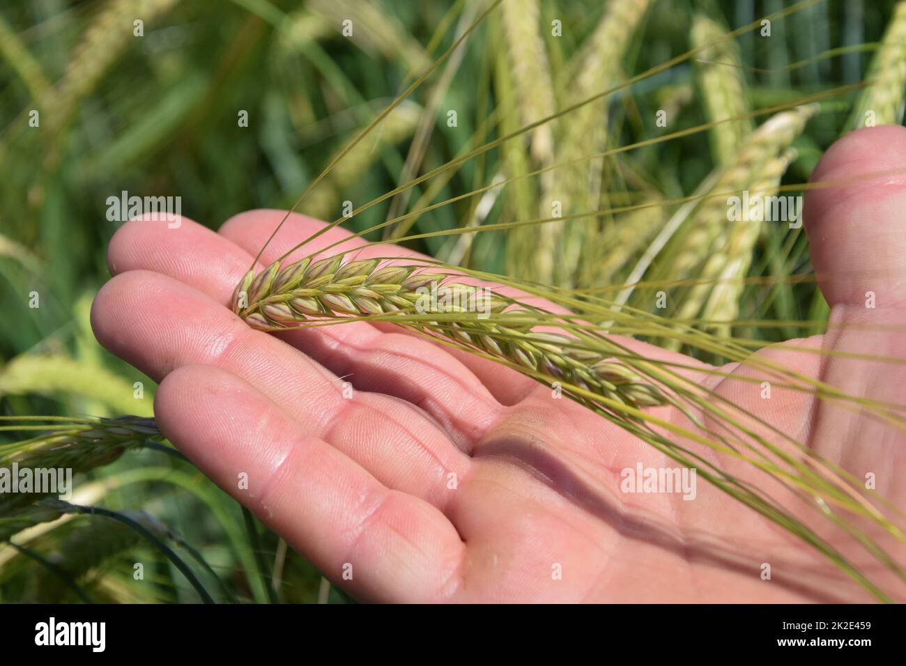 Farmer hand in a field holds green barley wheat. Stock Photo
