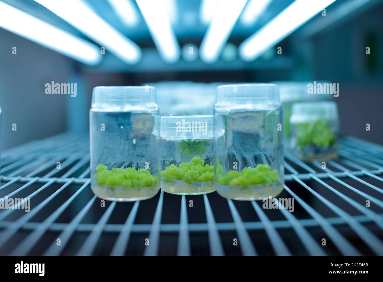 Plant callus tissue culture, biology science for plant regeneration. Stock Photo