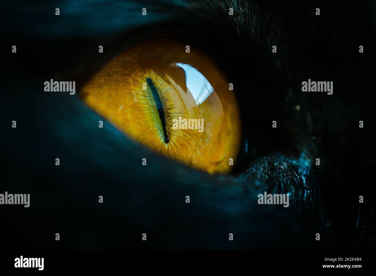 Eye of a black cat Stock Photo Alamy