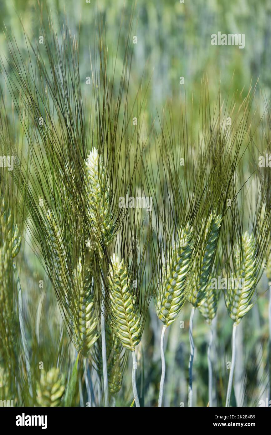 Barley Wheat green agricultural field. Stock Photo