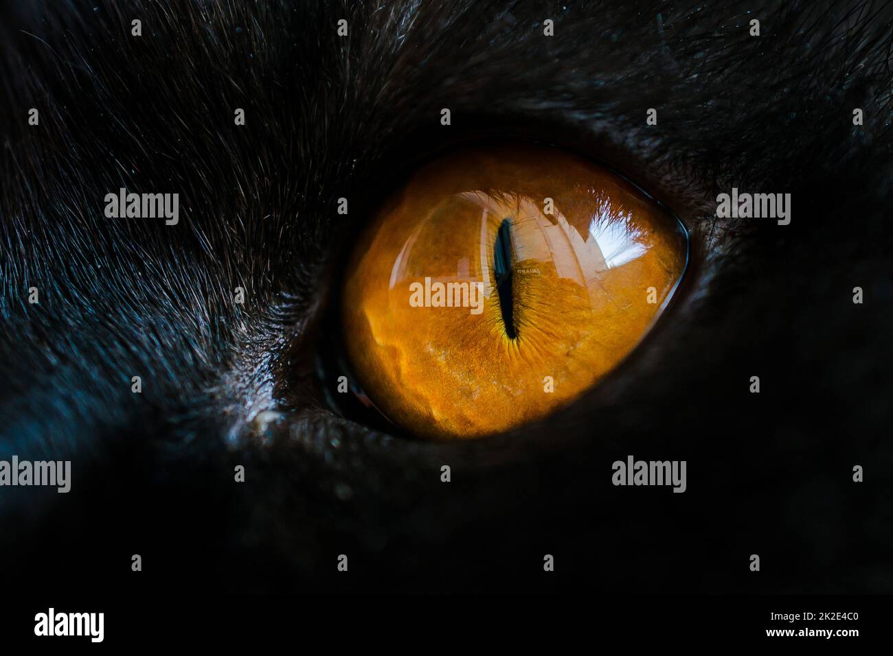 Yellow cat eye close up. Eye macro texture and detail. Deep male look