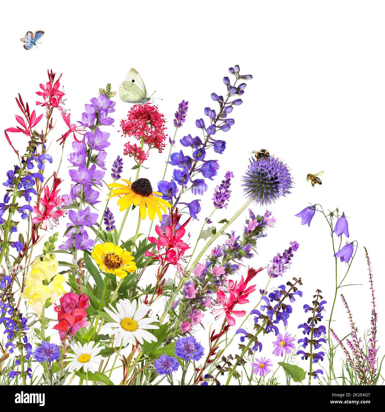 Colorful garden flowers with insects isolated Stock Photo