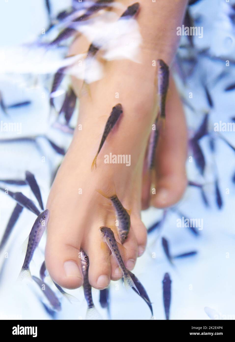 Getting a gentle nibble. Closeup of a woman getting a pedicure from the garra rufa fish - Thailand. Stock Photo