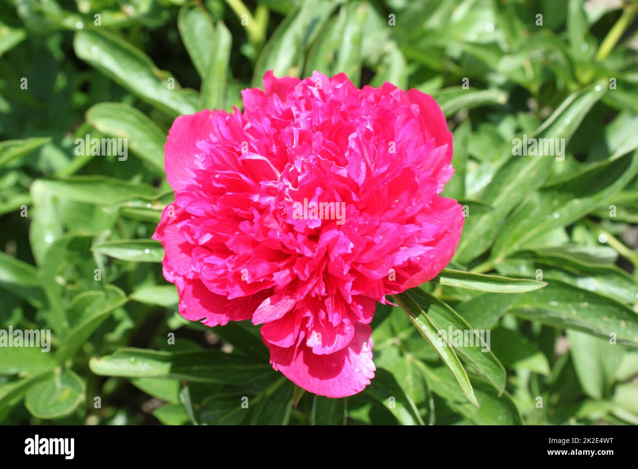 pink peony in the garden Stock Photo - Alamy