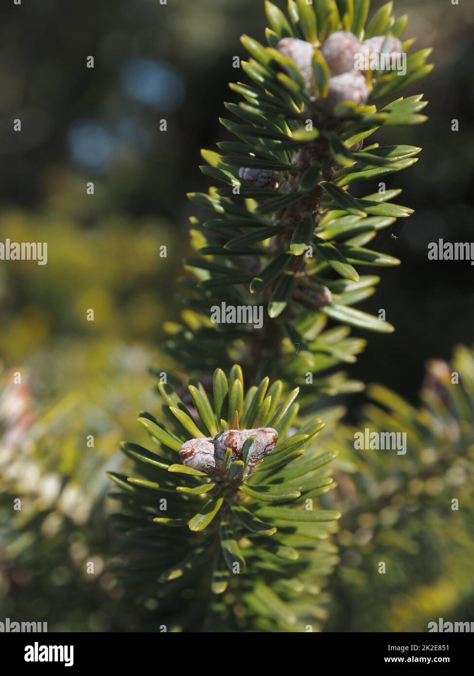 Flowering of a spruce tree Stock Photo