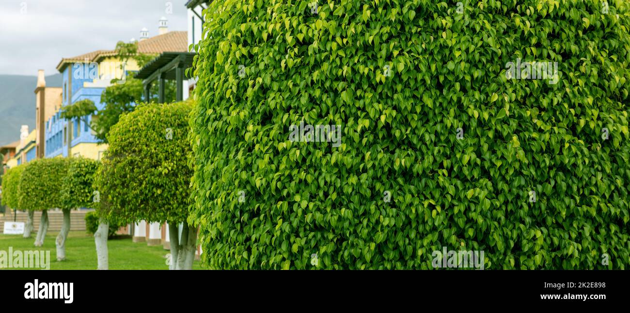 landscaping - closeup of shaped lush green foliage of ficus tree in city park. copy space Stock Photo