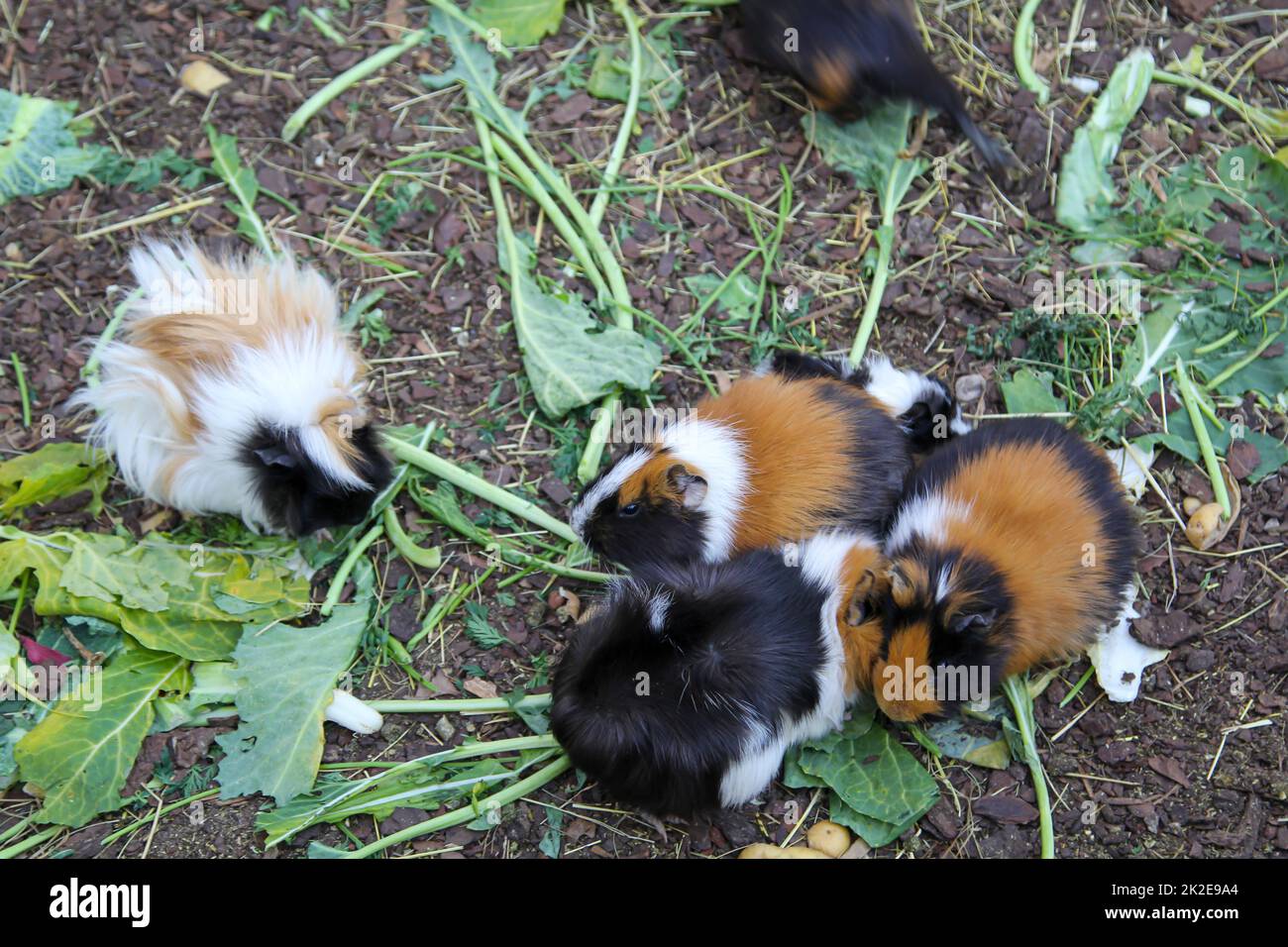 Cavia hi-res stock photography and images - Alamy