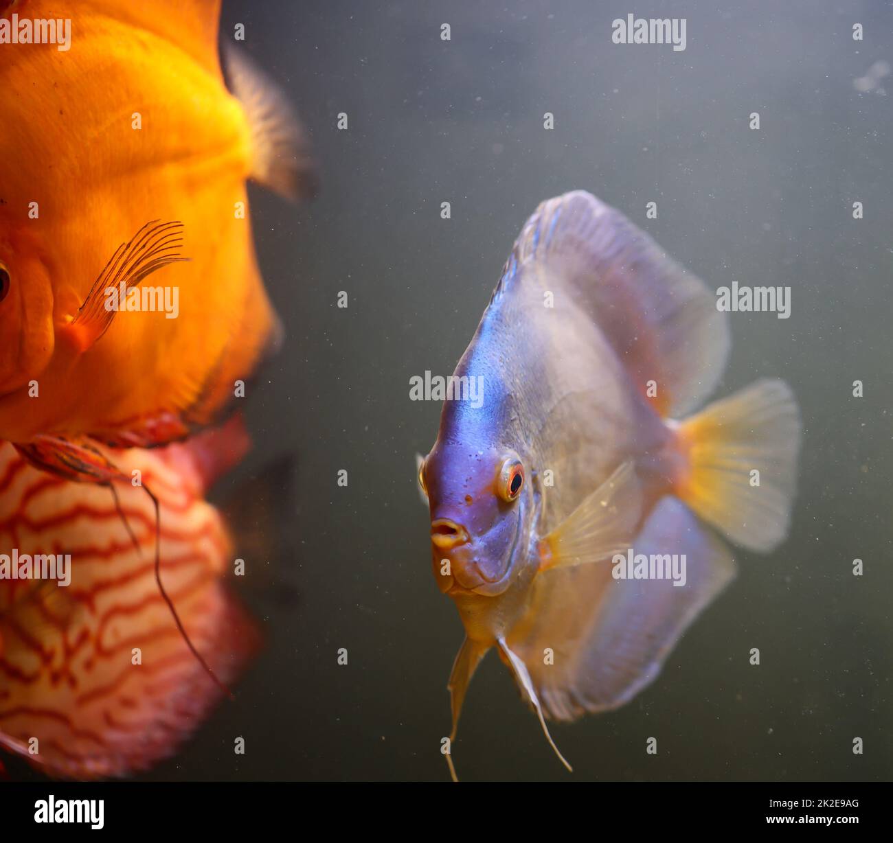 Portrait of a discus in the aquarium, discus fish belongs to the cichlids Stock Photo Alamy