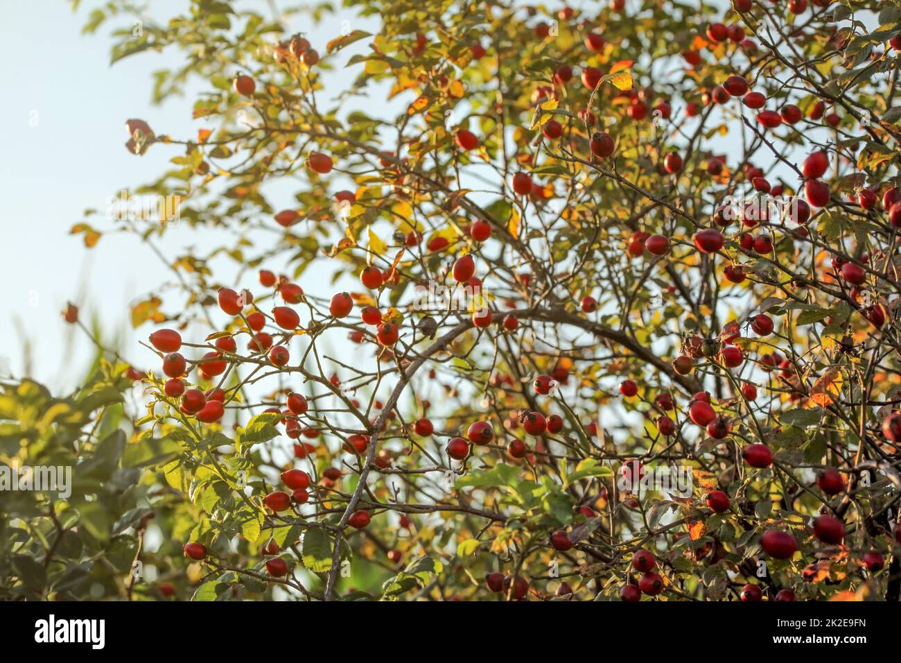 Rosehip (Dogrose 'Rosa Canina') shrub, small red fruits in branches with thorns, lit by backlight sun. Late summer background. Stock Photo