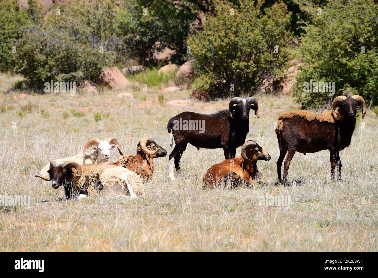 Dall and Hawaiian Rams Stock Photo