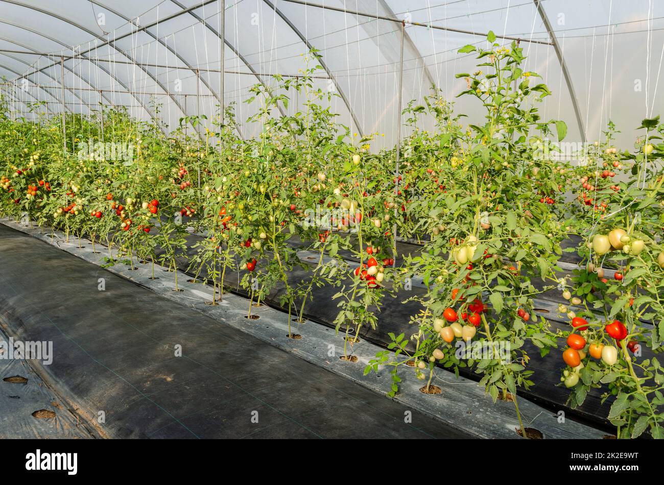 Red ripe and green unripe cherry tomatoes growing in greenhouse. Stock Photo