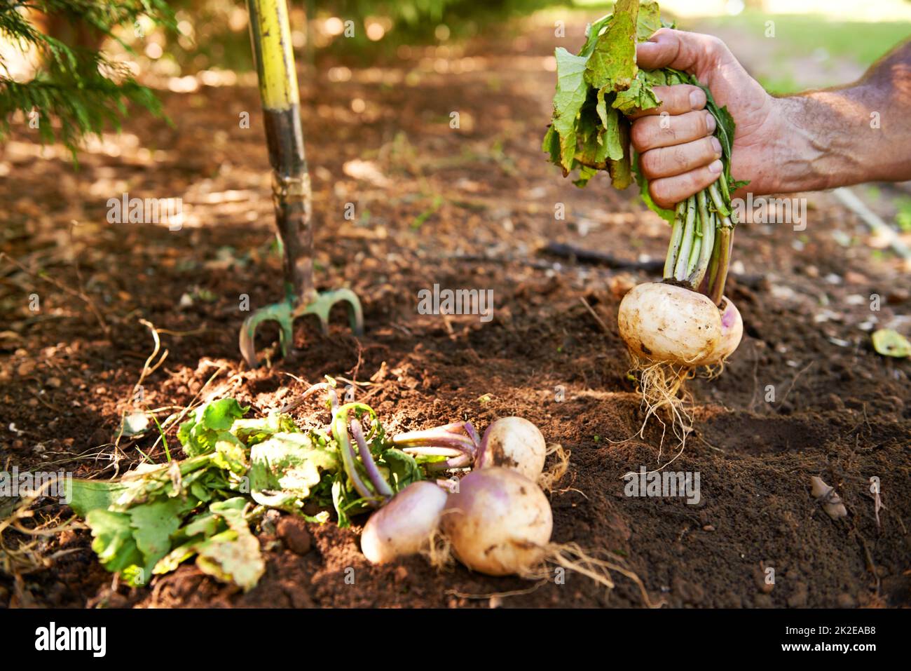 Straight from the ground. Turnips being pulled from the earth. Stock Photo