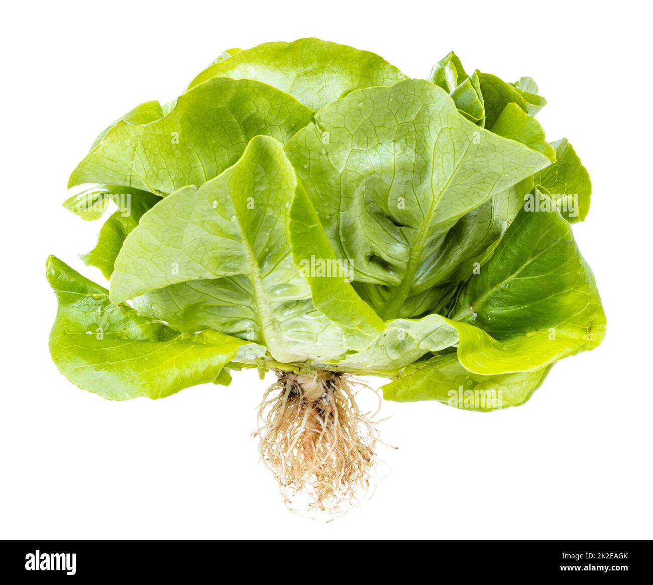 natural fresh green butterhead lettuce isolated Stock Photo Alamy