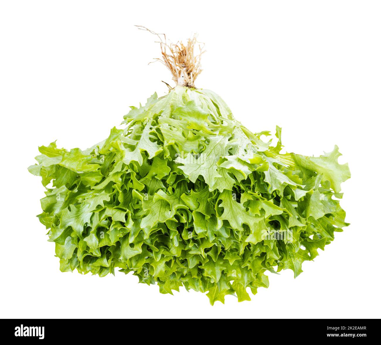 fresh bunch of curly endive lettuce isolated Stock Photo Alamy