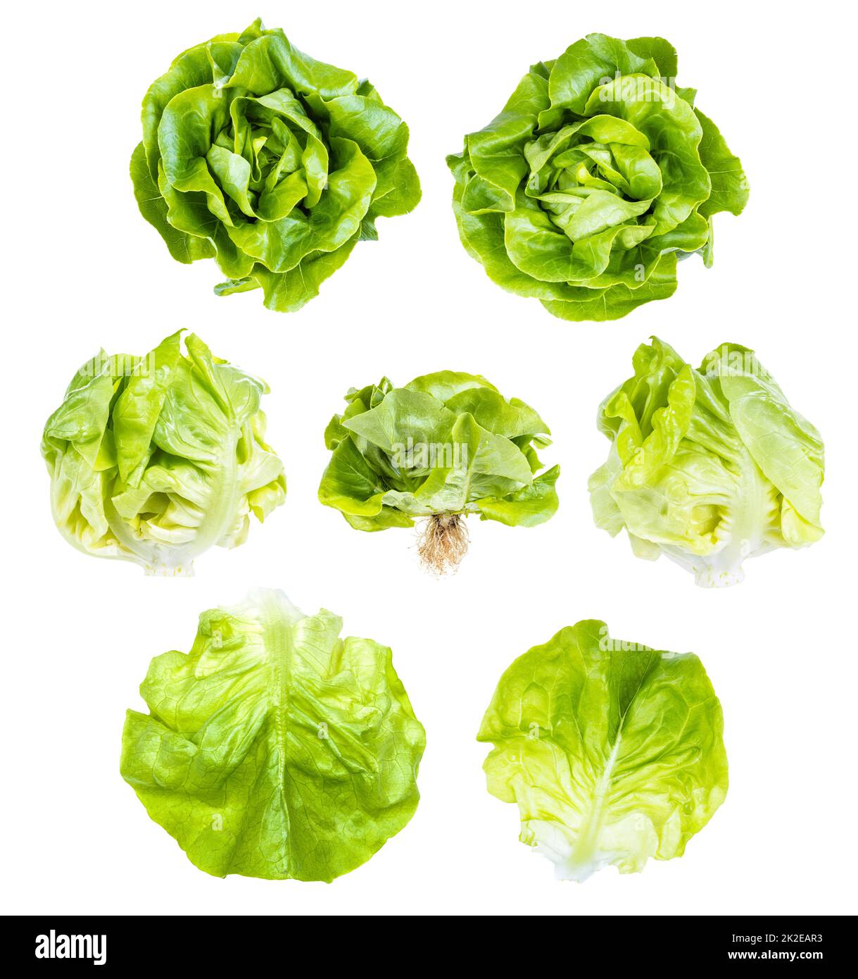 set of fresh green butterhead lettuce isolated Stock Photo Alamy