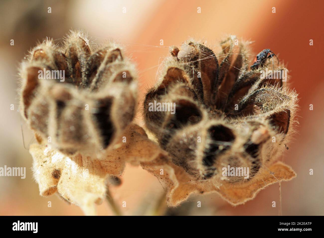 hairy indian mallow Stock Photo