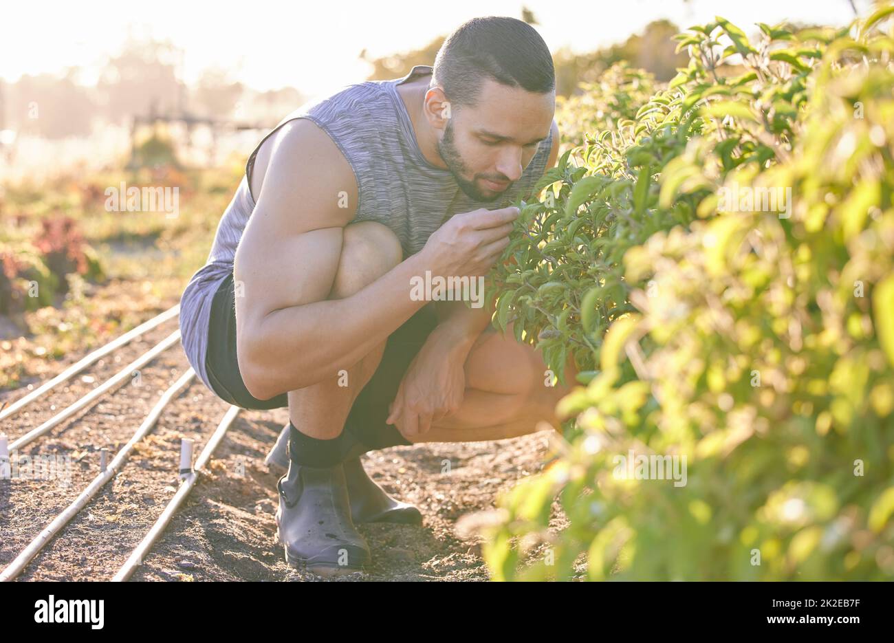 These herbs will be delicious in tonights dinner. Shot of a young man smelling plants in his garden. Stock Photo