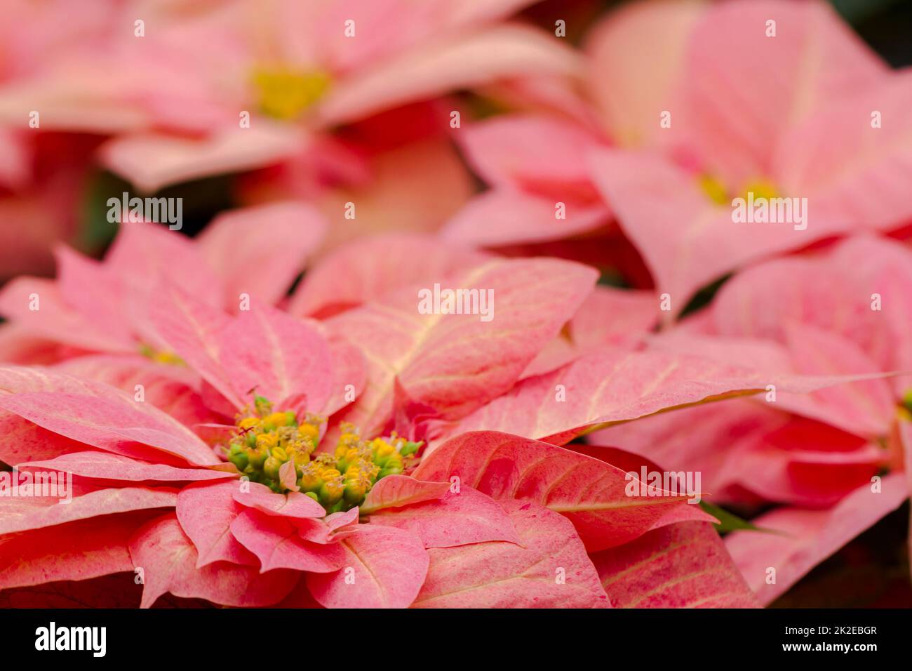 Euphorbia pulcherrima marble hires stock photography and images Alamy