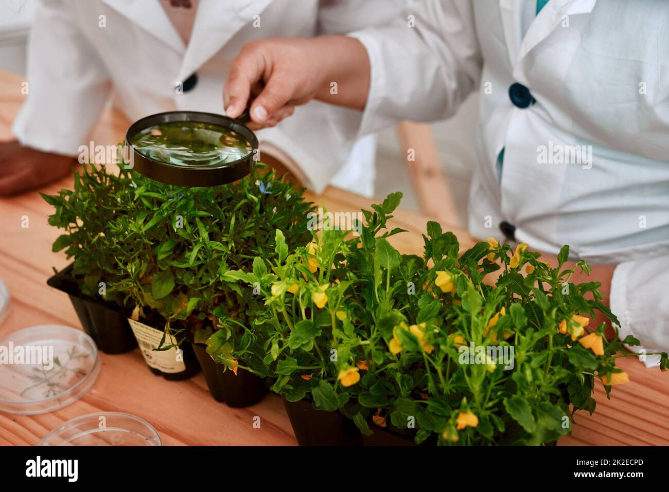 This is the way we grow a plant. Cropped shot of a child using a magnifying glass to analyse a plant at school. Stock Photo