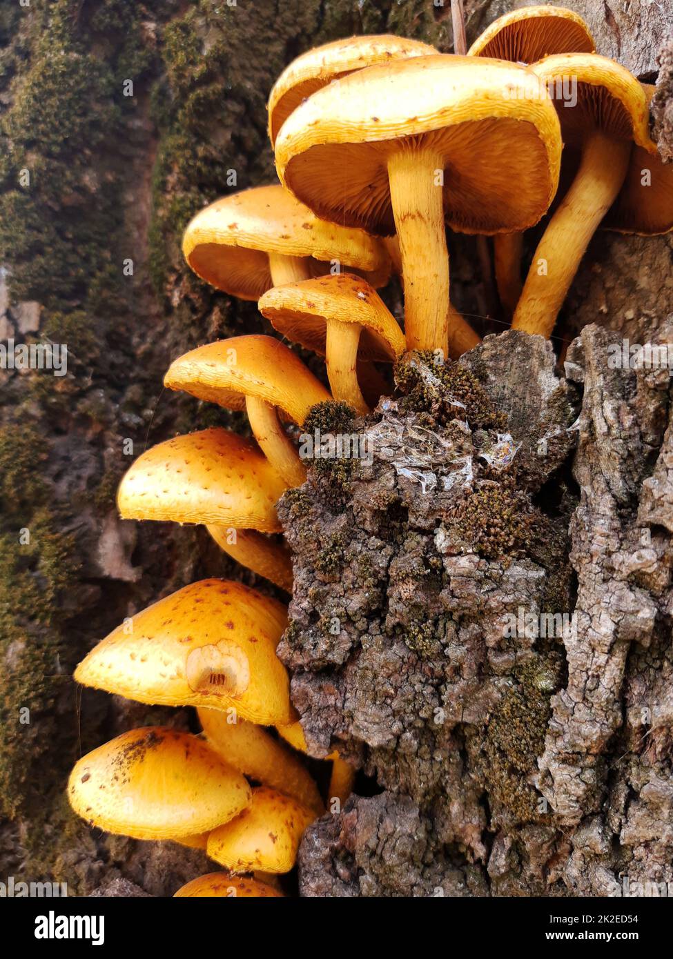 Orange mushrooms on the tree Stock Photo