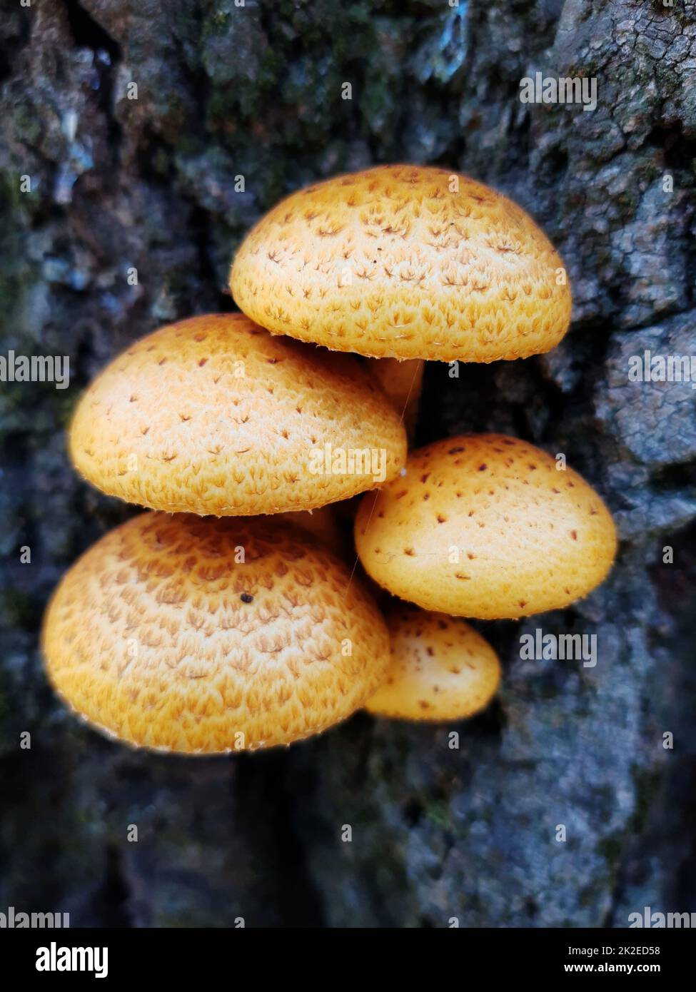 Orange mushrooms on the tree 2 Stock Photo - Alamy