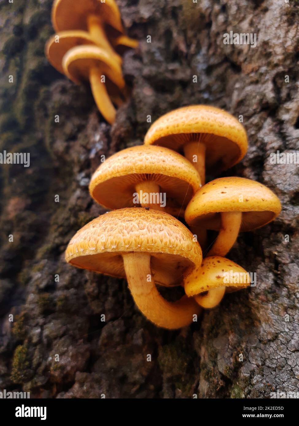 Orange mushrooms on the tree 1 Stock Photo