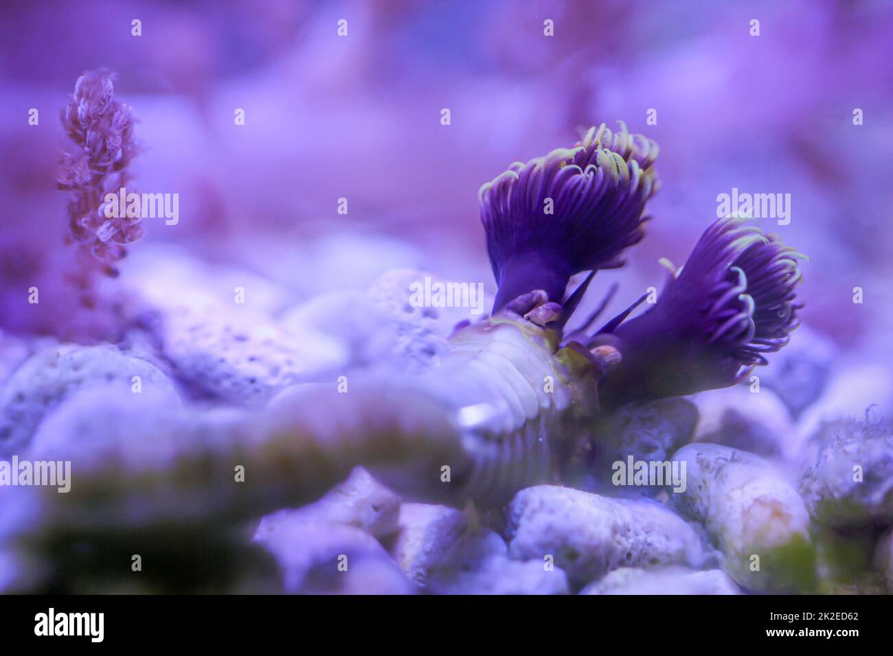 A lime tube worm that has come out of its tube in a saltwater aquarium