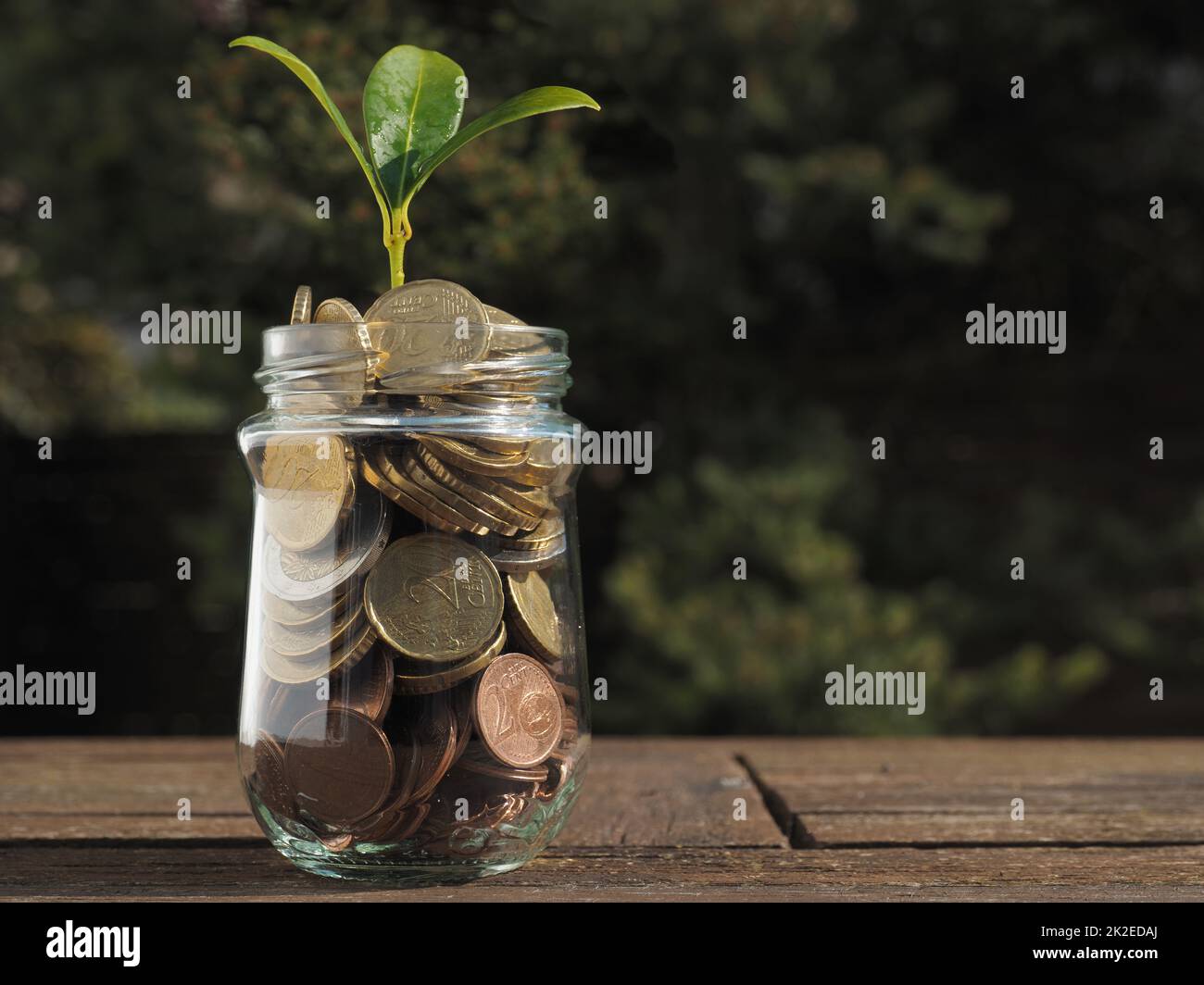 Growth concept, plant shoot grows from a jar filled with cash Stock Photo