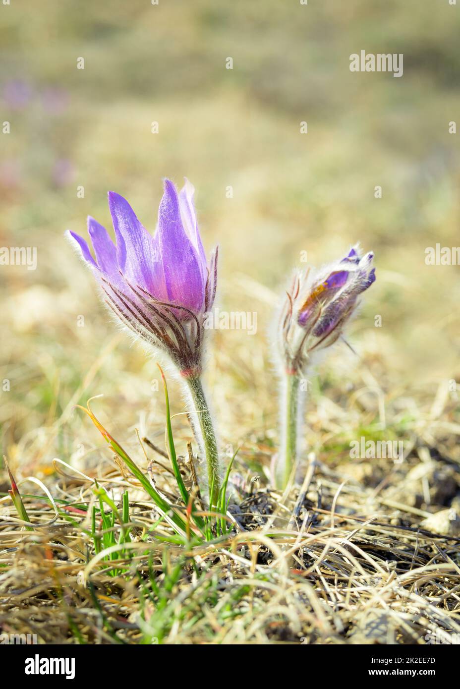 purple pasque flower in spring Stock Photo