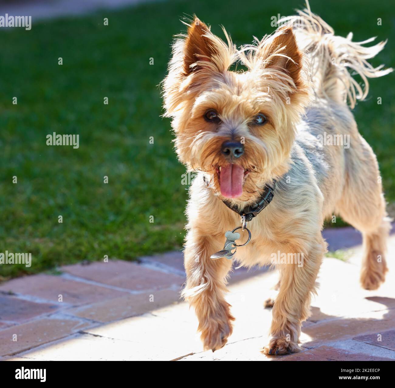Is that a treat in your hand. Full length shot of a Yorkshire Terrier running outside during the