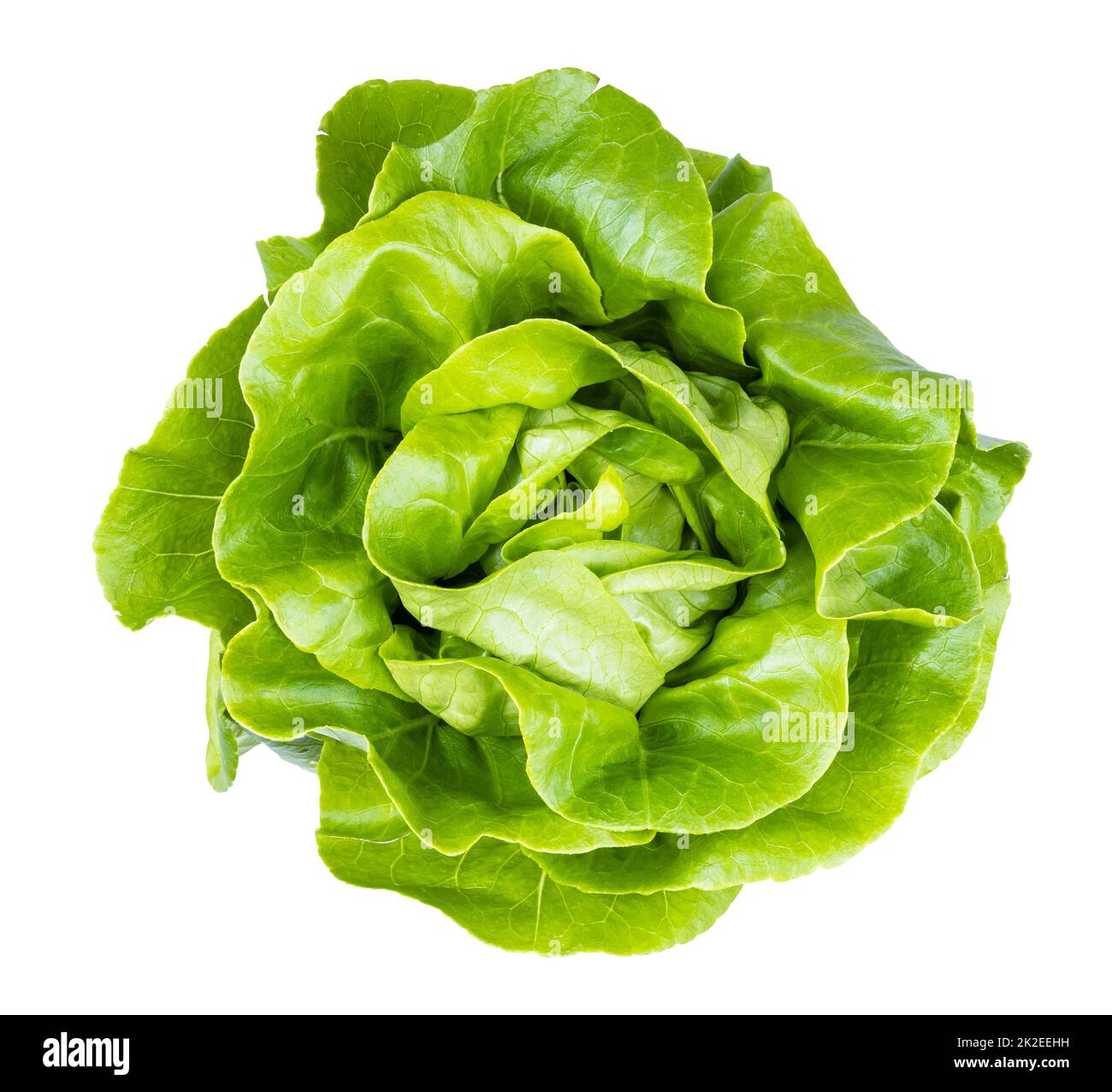 top view of fresh butterhead lettuce isolated Stock Photo Alamy