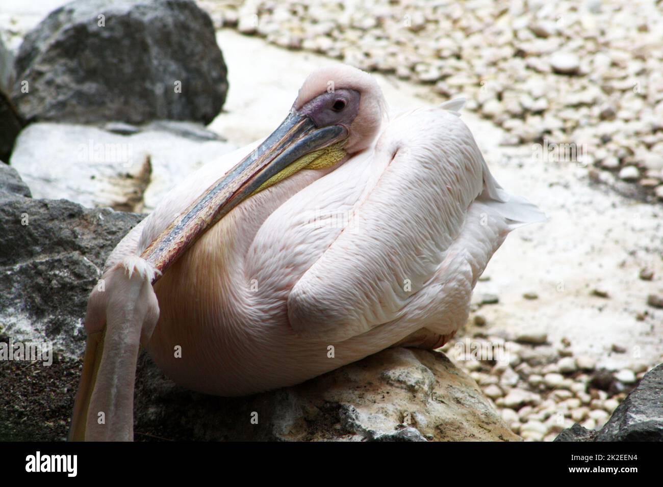 great white pelican Stock Photo - Alamy