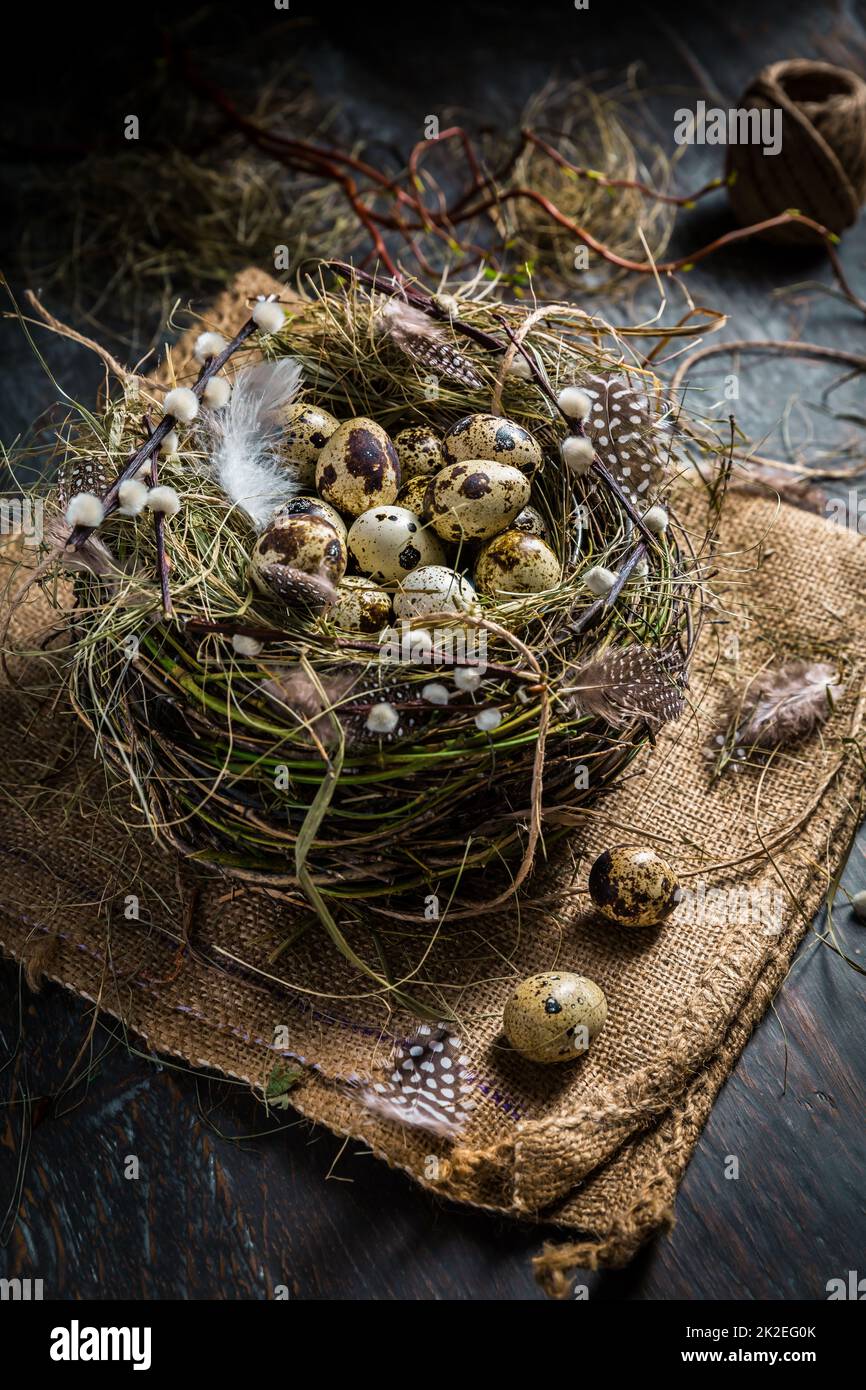 Nest with quail eggs for Easter and blooming branches on black background Stock Photo