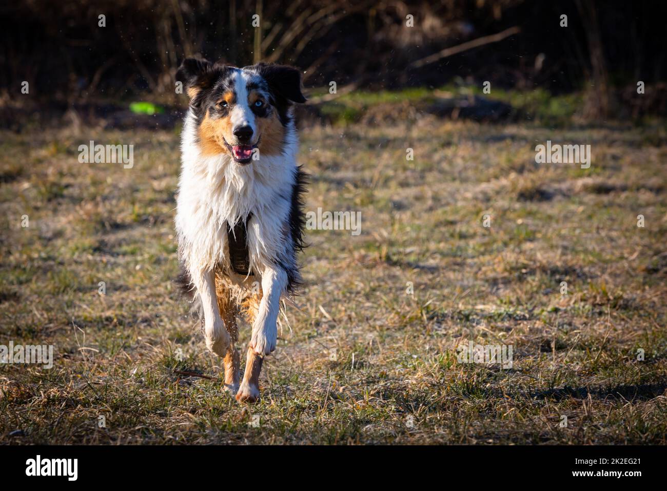 australian shepherd dog running Stock Photo Alamy