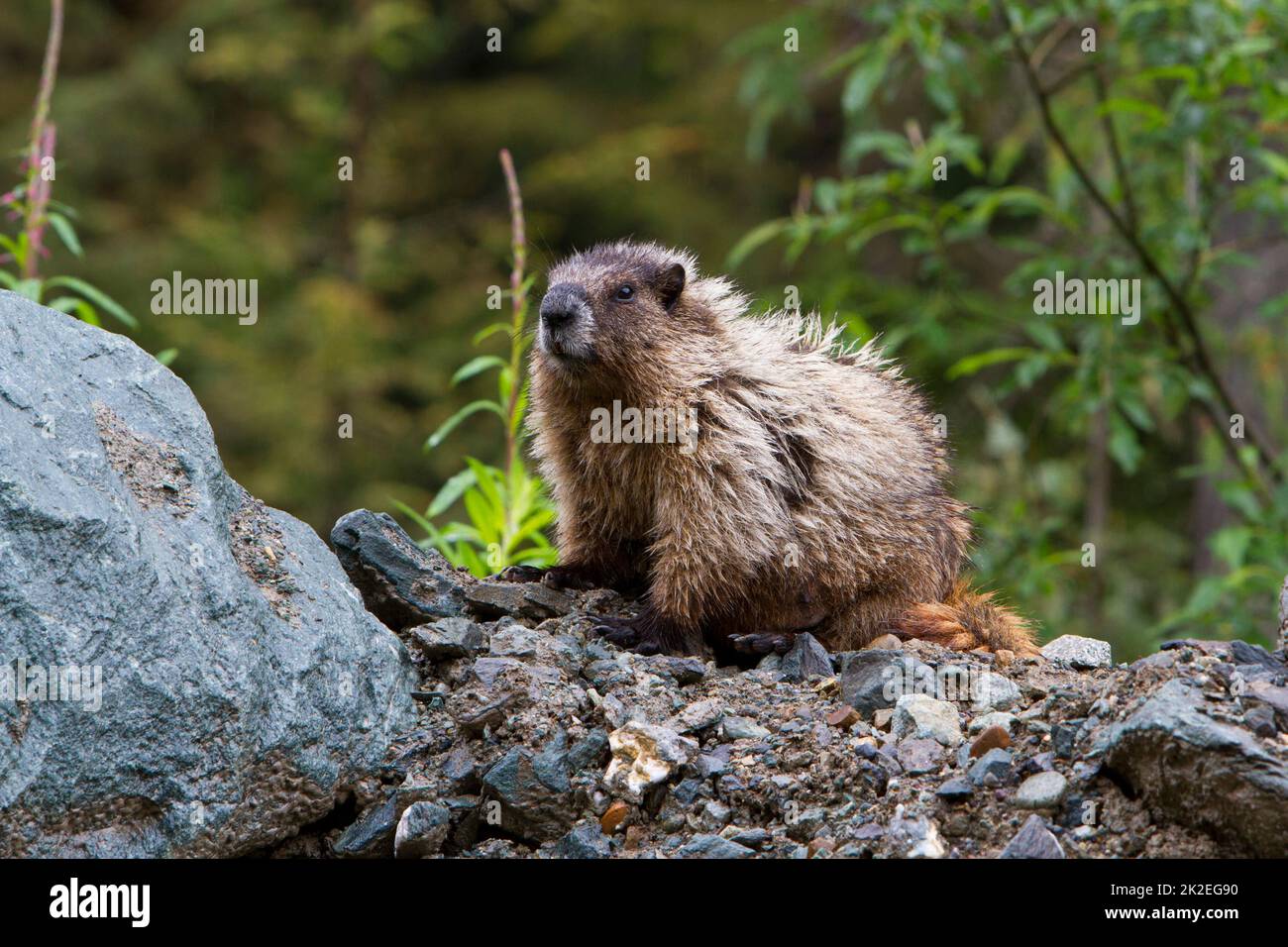 A Hoary Marmot (Marmota caligata) perched on rocks along  the side of a gravel mountain road near Hyder, Alaska, USA in July Stock Photo