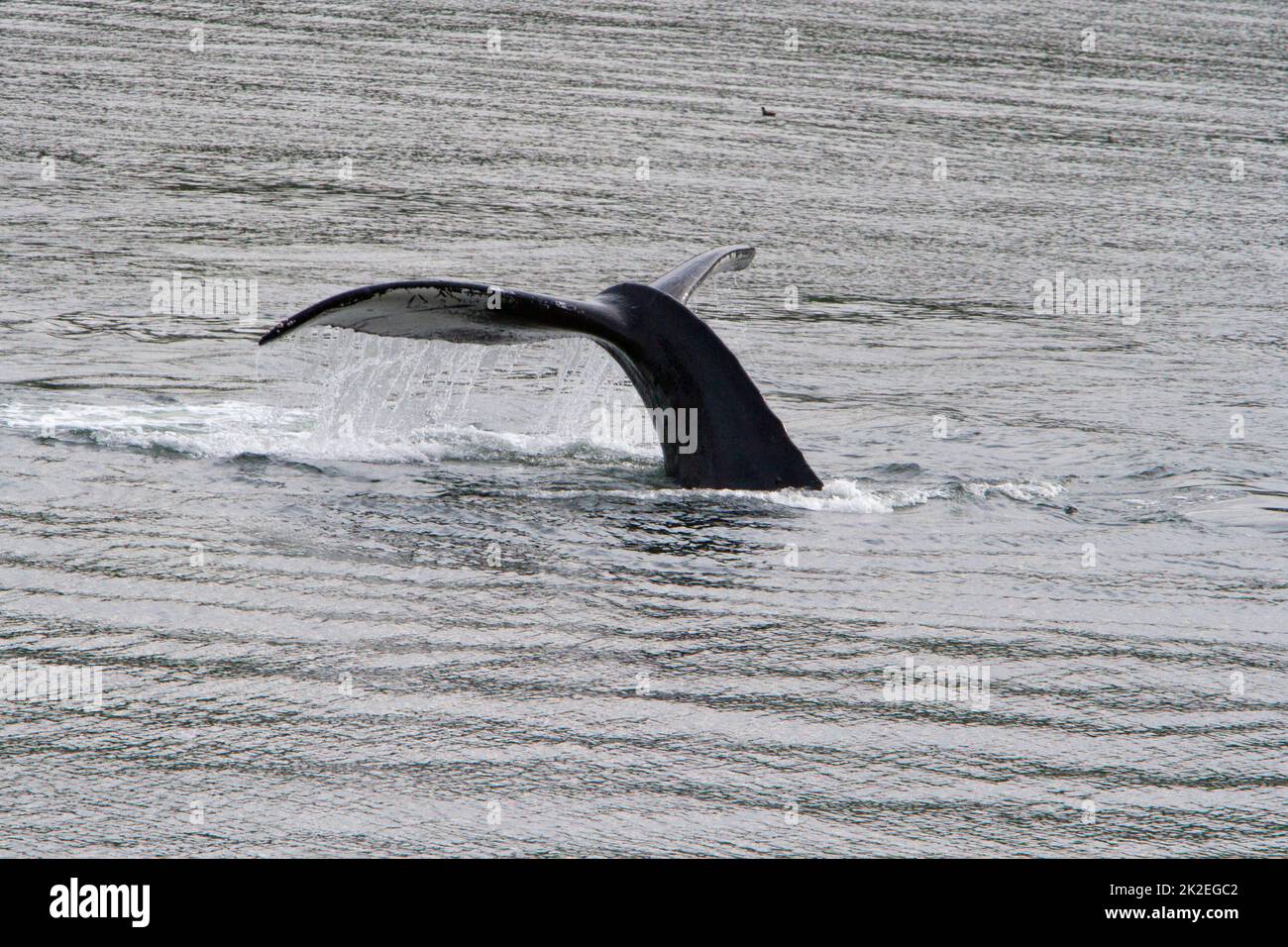 The tail fluke of a Humpback Whale (Megaptera novaeangliae) diving in the Khutzeymateen Inlet north of Prince Rupert, BC, Canada in July Stock Photo
