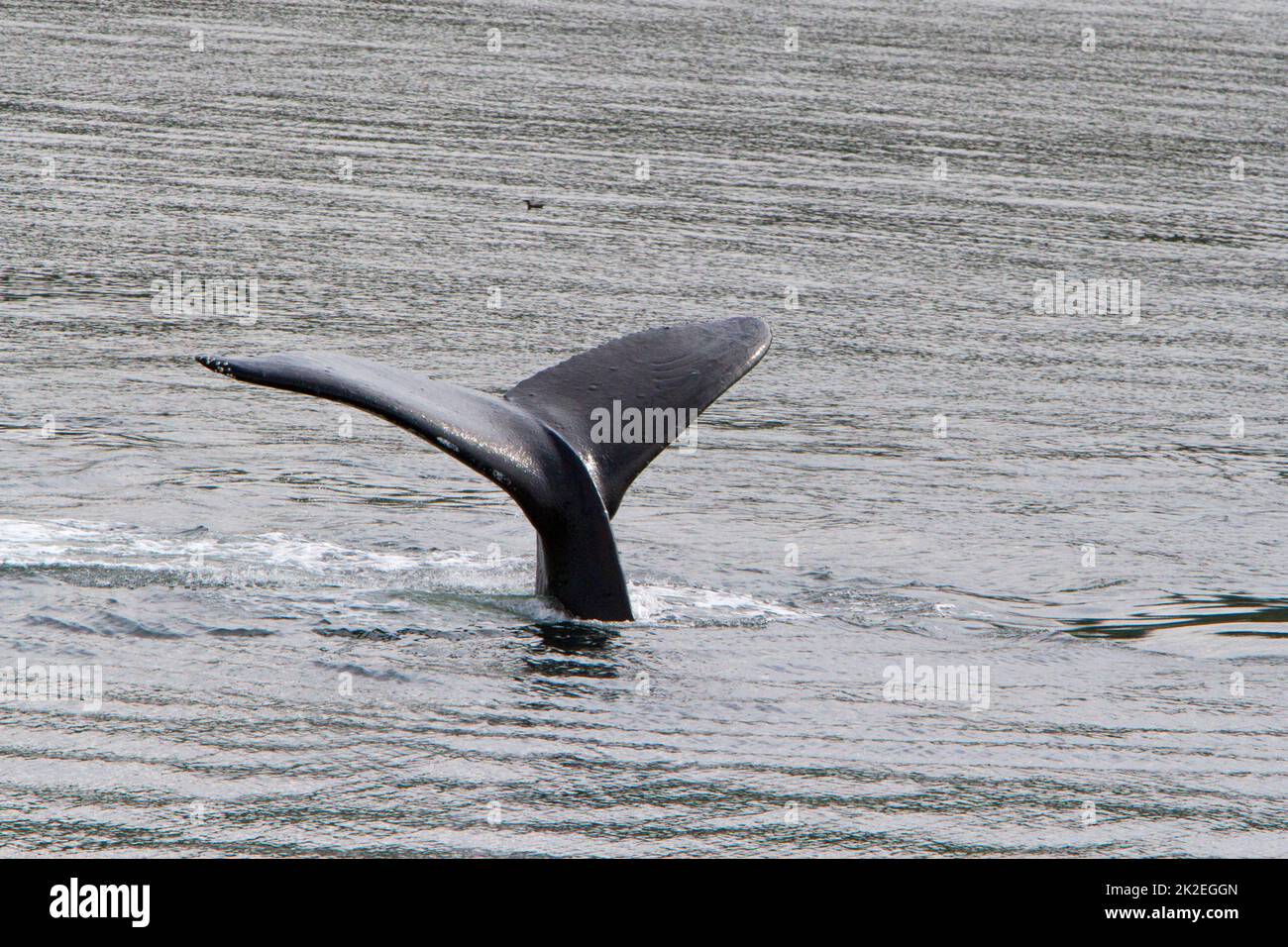 The tail fluke of a Humpback Whale (Megaptera novaeangliae) diving in the Khutzeymateen Inlet north of Prince Rupert, BC, Canada in July Stock Photo