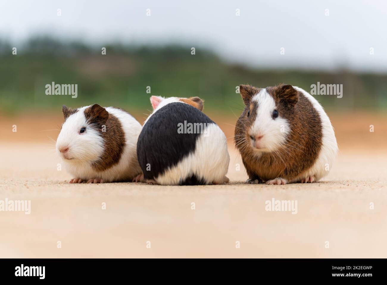 Three guinea pigs on a concrete pavement Stock Photo Alamy